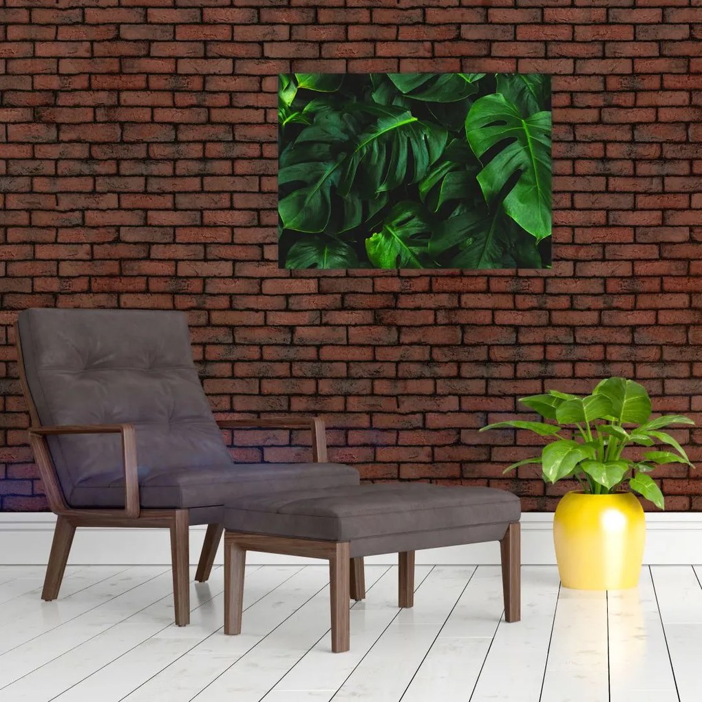 Obraz liści Monstery (70x50 cm)