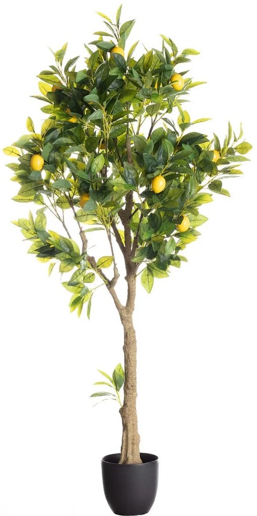 Drzewko Cytrynowe 146cm