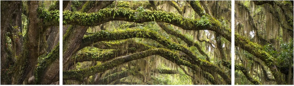 Obraz - Oaks Avenue, Charleston, Karolina Południowa, USA (170x50 cm)