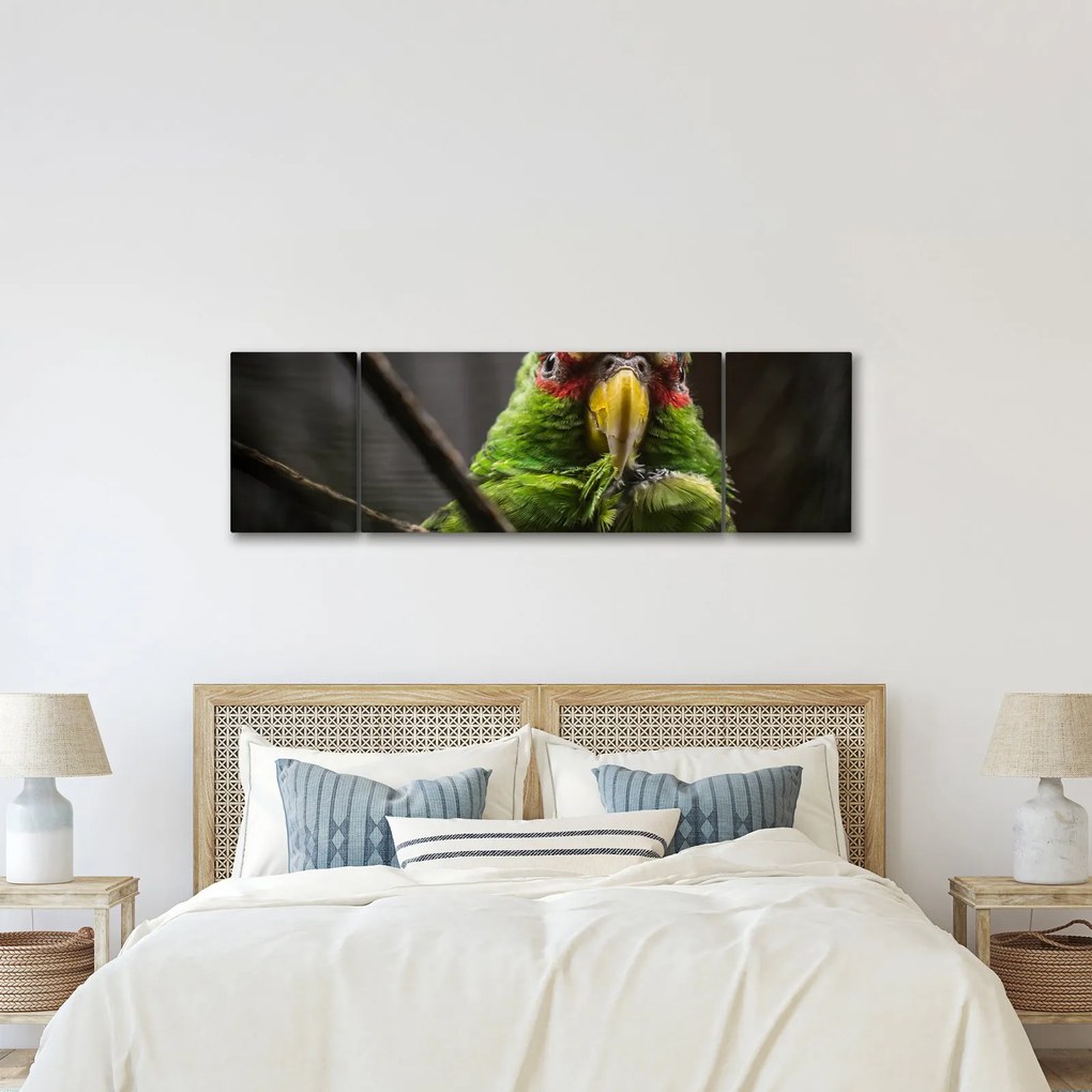 Obraz papugi (170x50 cm)