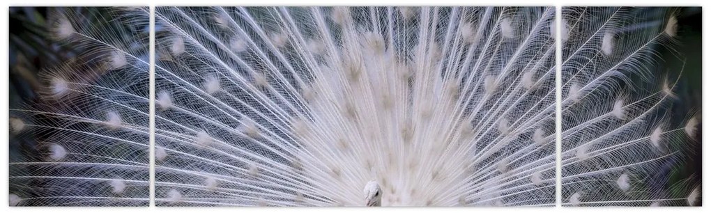 Obraz - Biały paw (170x50 cm)