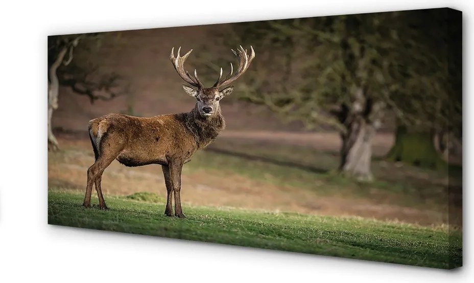Obraz canvas na ścianę Samotny Jeleń na Polu