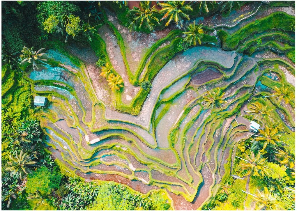 Obraz pól ryżowych z lotu ptaka (70x50 cm)