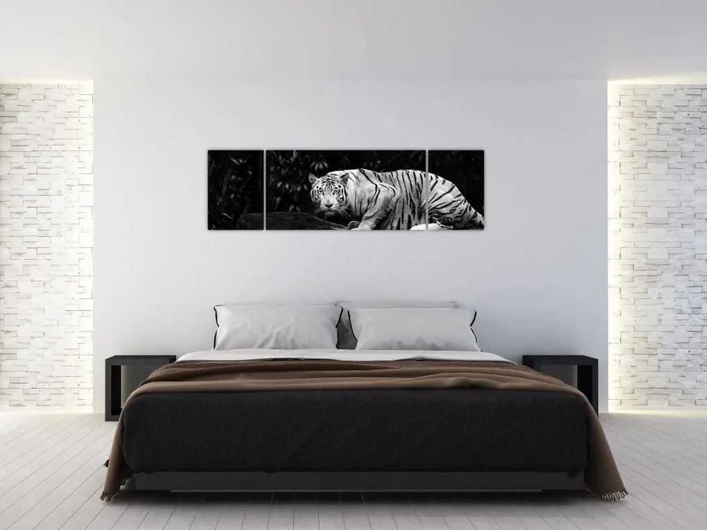 Obraz - Tygrys albinos, czarno - biały (170x50 cm)