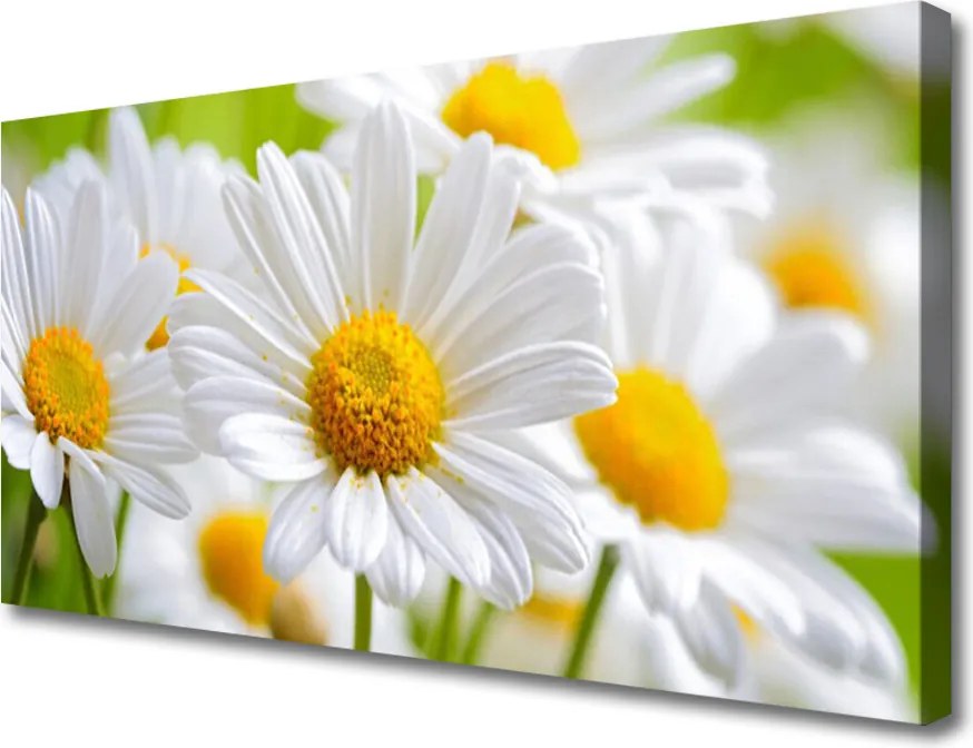 Obraz canvas Białe Stokrotki w Polu
