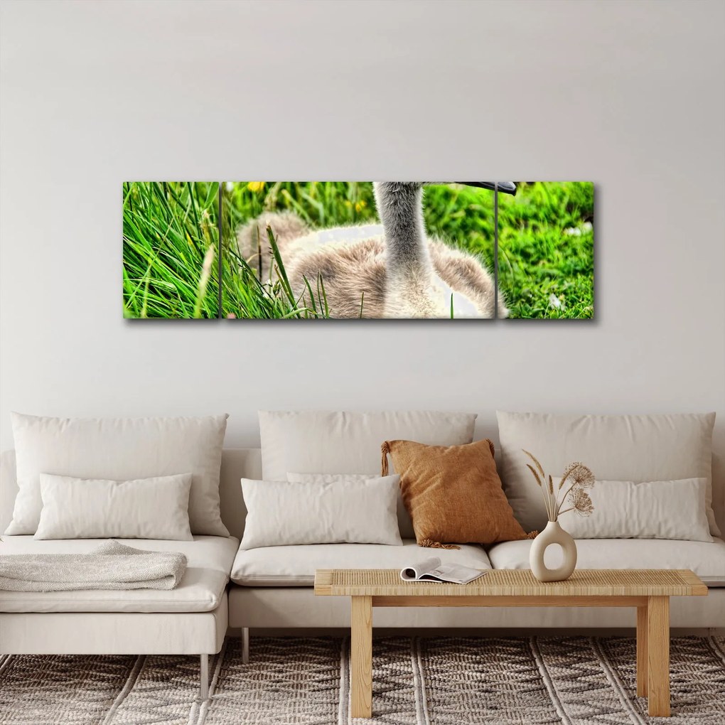 Obraz - mały łabędź w trawie (170x50 cm)