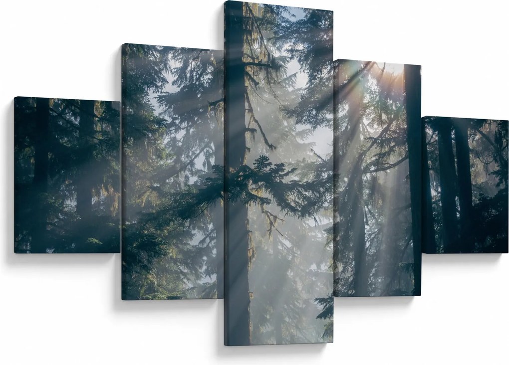 Obraz drzew, przez które prześwieca słońce (125x70 cm)