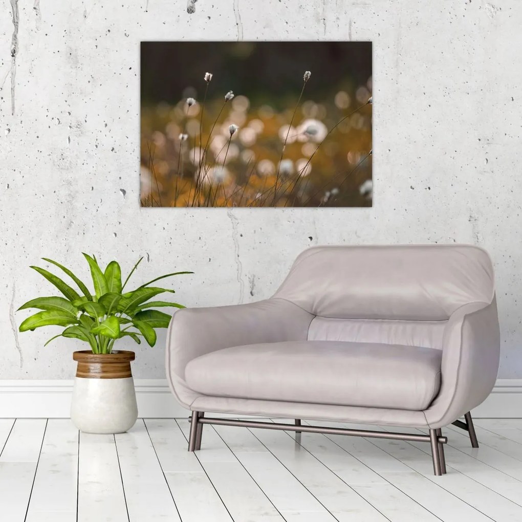 Obraz na szkle - Łąka z trawą bawełnianą N⁰2 (70x50 cm)