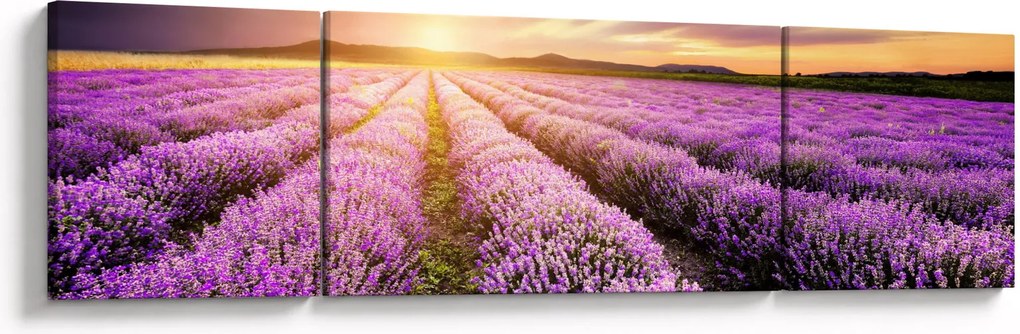 Obraz - Wschód słońca na polu lawendy (170x50 cm)