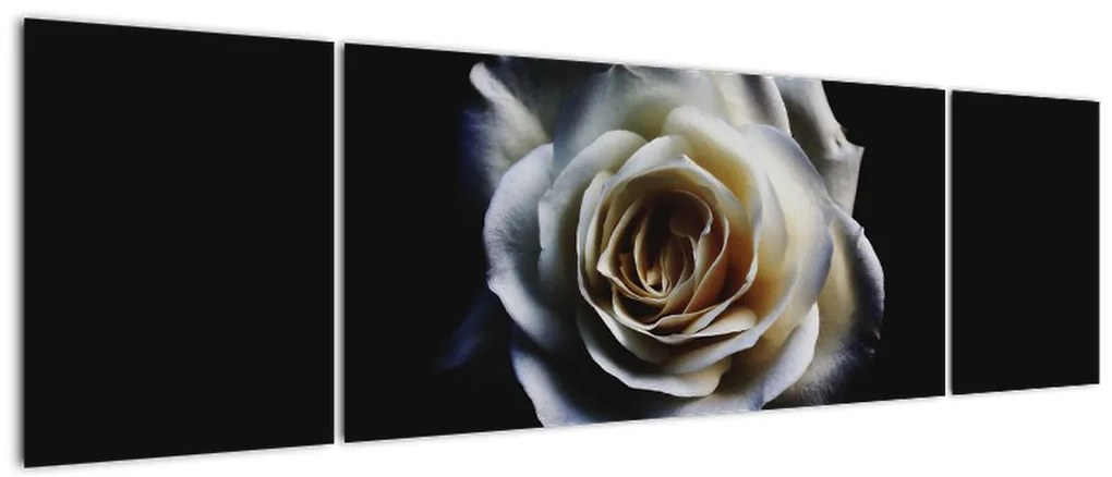 Obraz białej róży (170x50 cm)