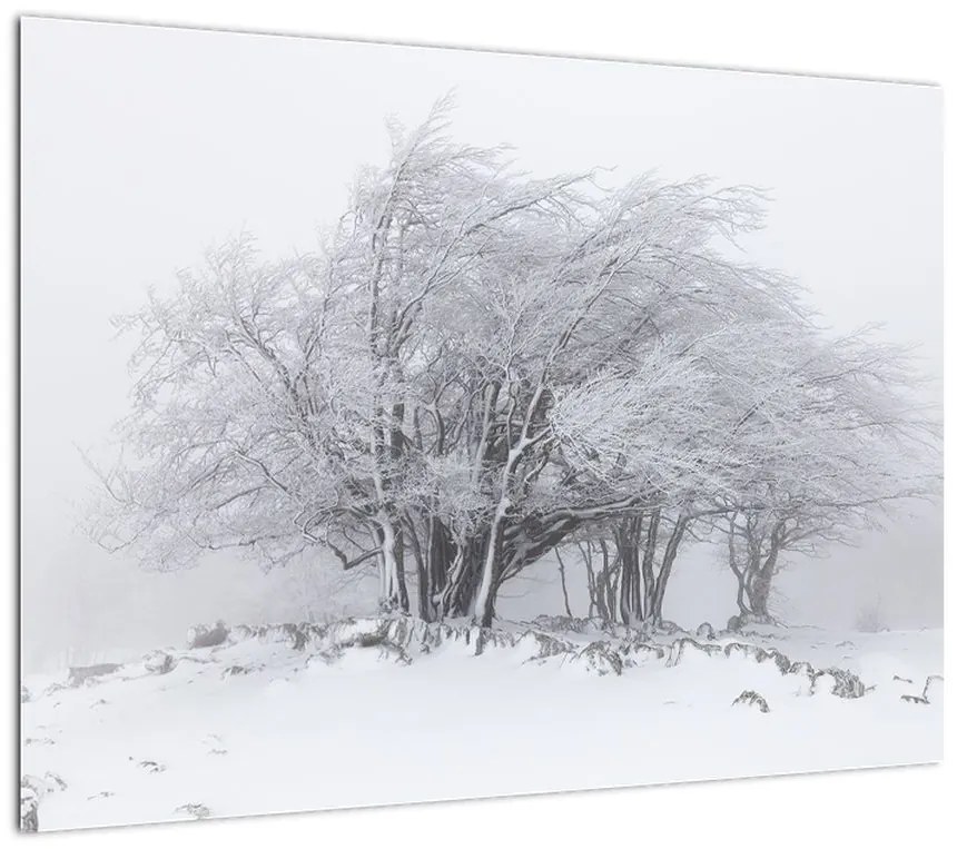Obraz na szkle - Biała zima (70x50 cm)