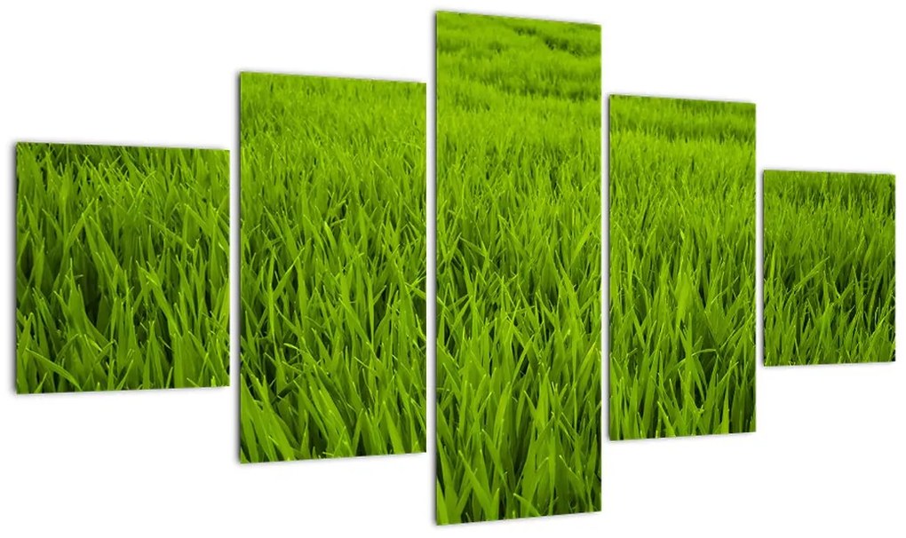 Obraz trawy (125x70 cm)