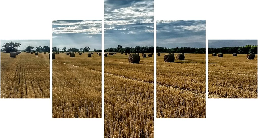 Obraz zebranego pola zboża (125x70 cm)