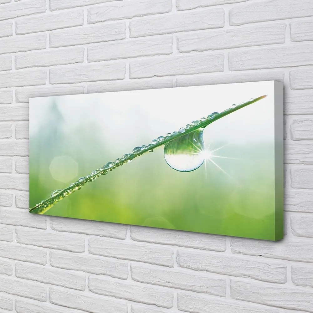 Obraz na płótnie Kropla Rosy na Trawie