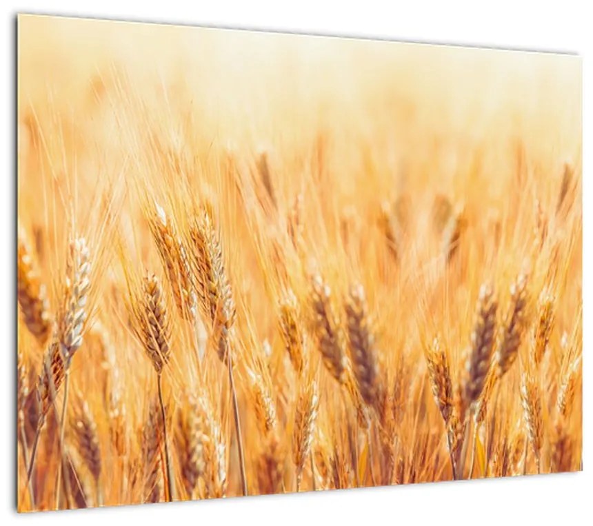 Obraz - pole z ziarnami (70x50 cm)