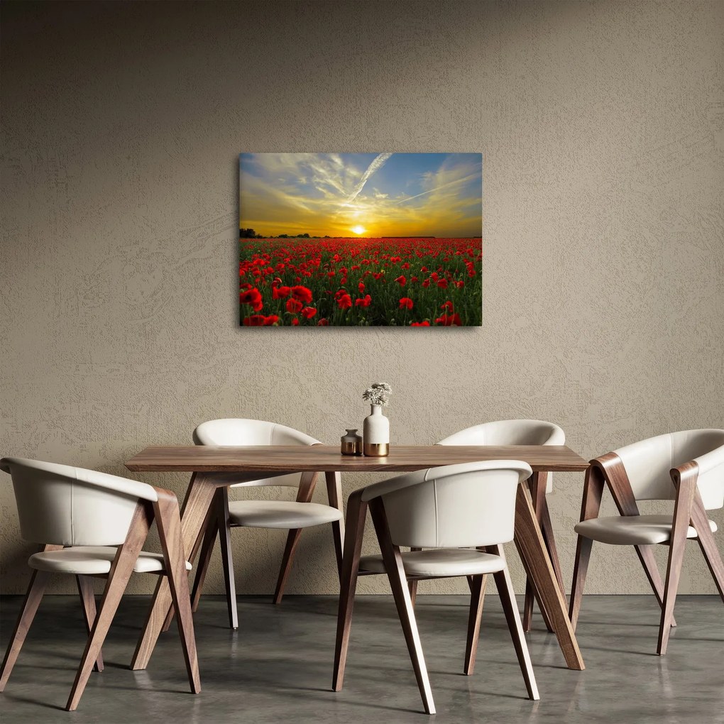 Obraz pola maków (70x50 cm)