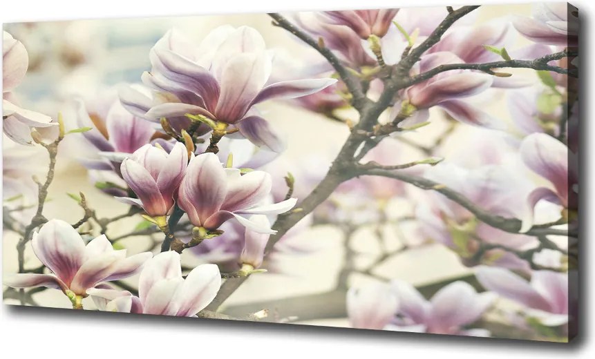 Foto obraz canvas Magnolia