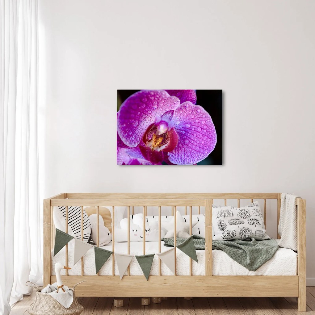 Zbliżenie kwiatu orchidei (70x50 cm)