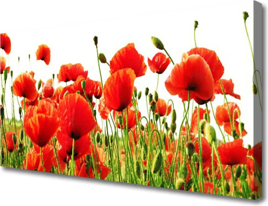 Fotoobraz na płótnie Dzika Łąka Makowa