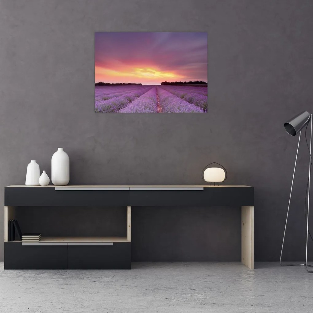Obraz - Pole lawendy (70x50 cm)