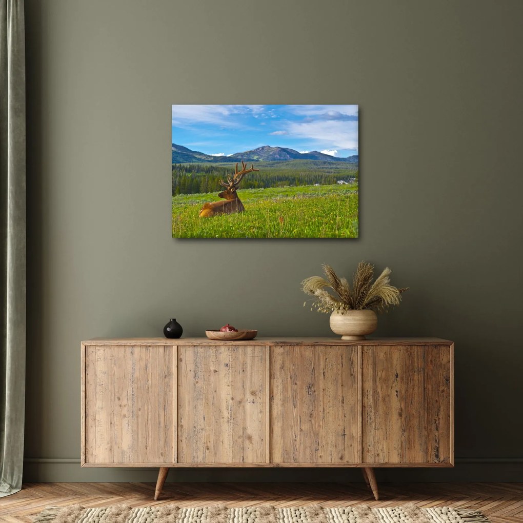 Obraz - Jeleń na łące (70x50 cm)