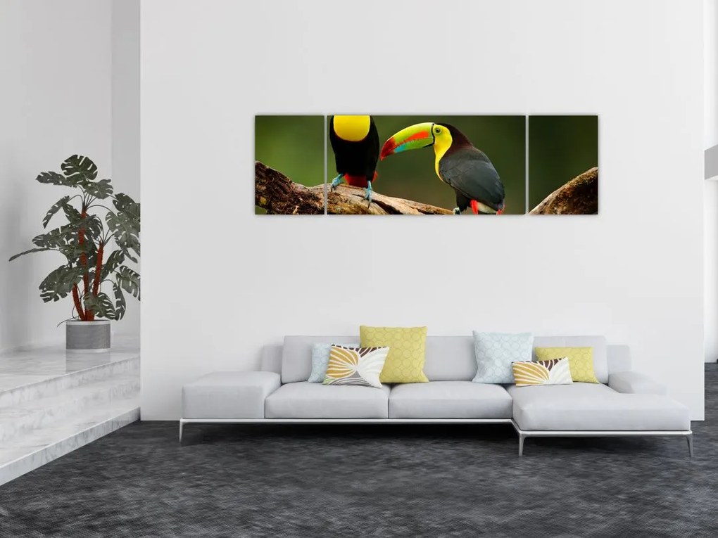 Obraz siedzących tukanów, Kostaryka (170x50 cm)
