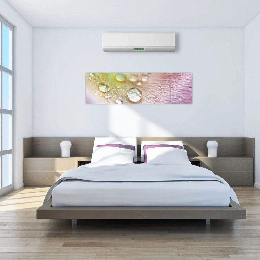 Obraz - Krople rosy (170x50 cm)