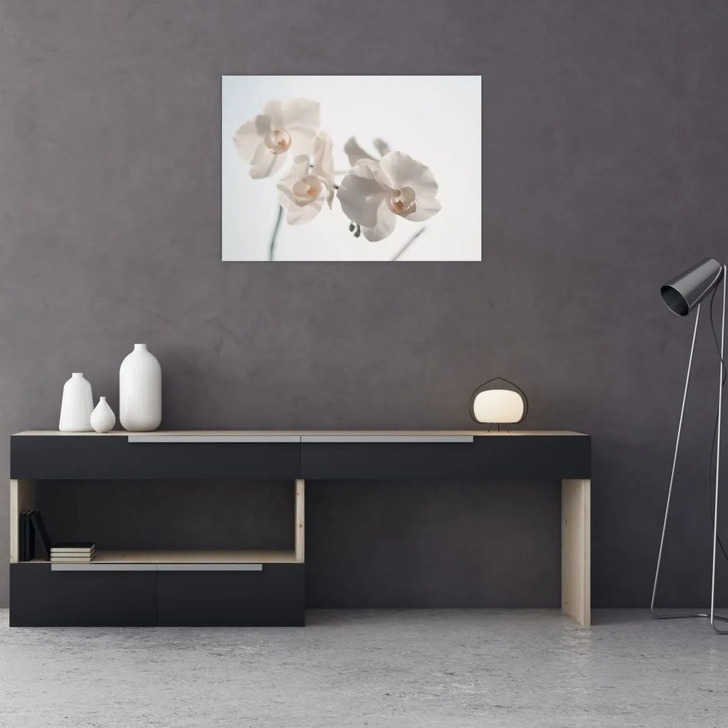 Obraz na szkle białej orchidei (70x50 cm)