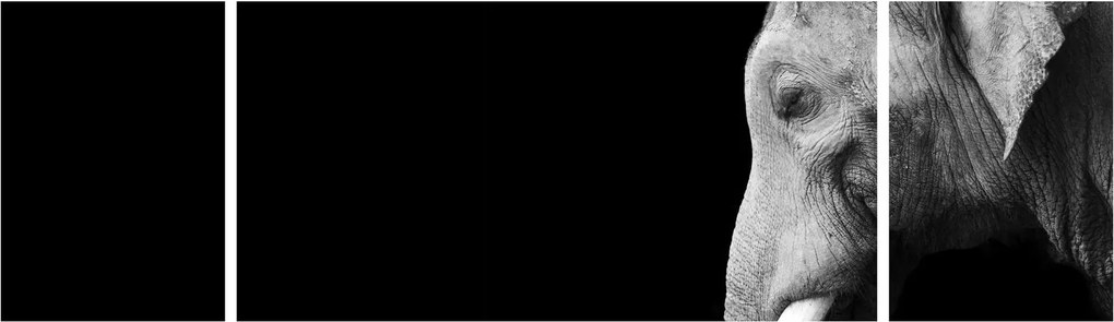 Obraz - Słoń (170x50 cm)
