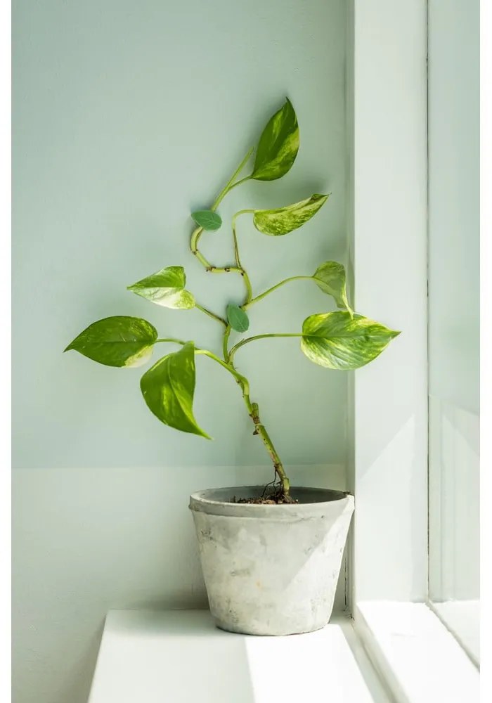 Podpórka do roślin 10 szt. z plastiku z recyklingu (wysokość 3 cm) – Esschert Design