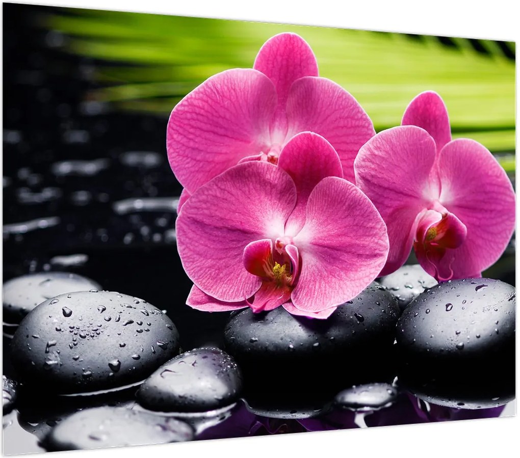 Obraz - Różowe orchidee z liściem palmy (70x50 cm)