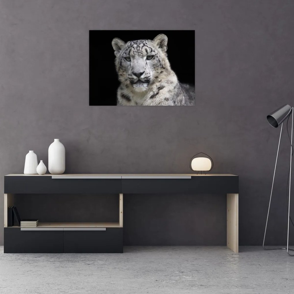 Obraz na szkle - Snow Leopard (70x50 cm)