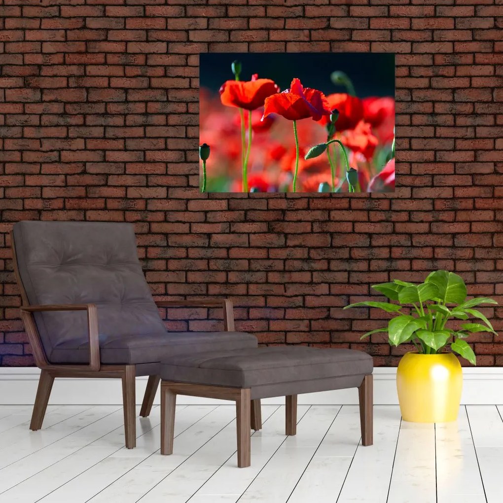 Obraz - maki (70x50 cm)