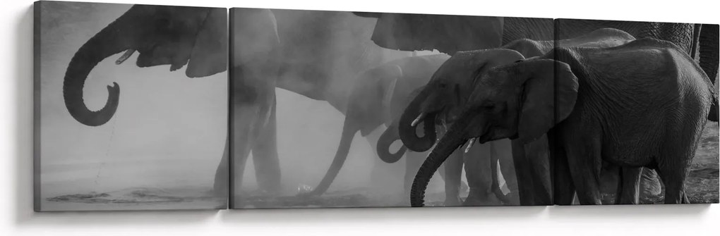 Obraz słoni - czarno - biały (170x50 cm)