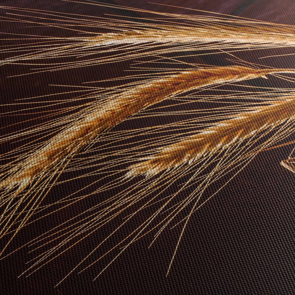 Obraz - Fragment kłosa żyta (170x50 cm)