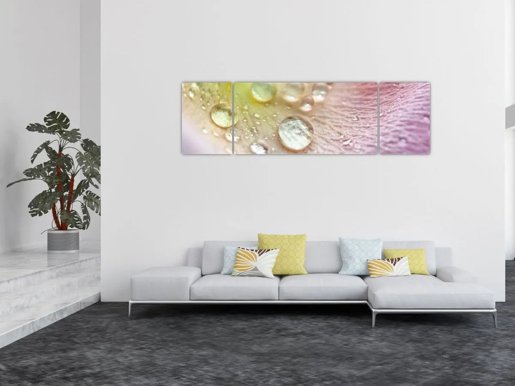 Obraz - Krople rosy (170x50 cm)
