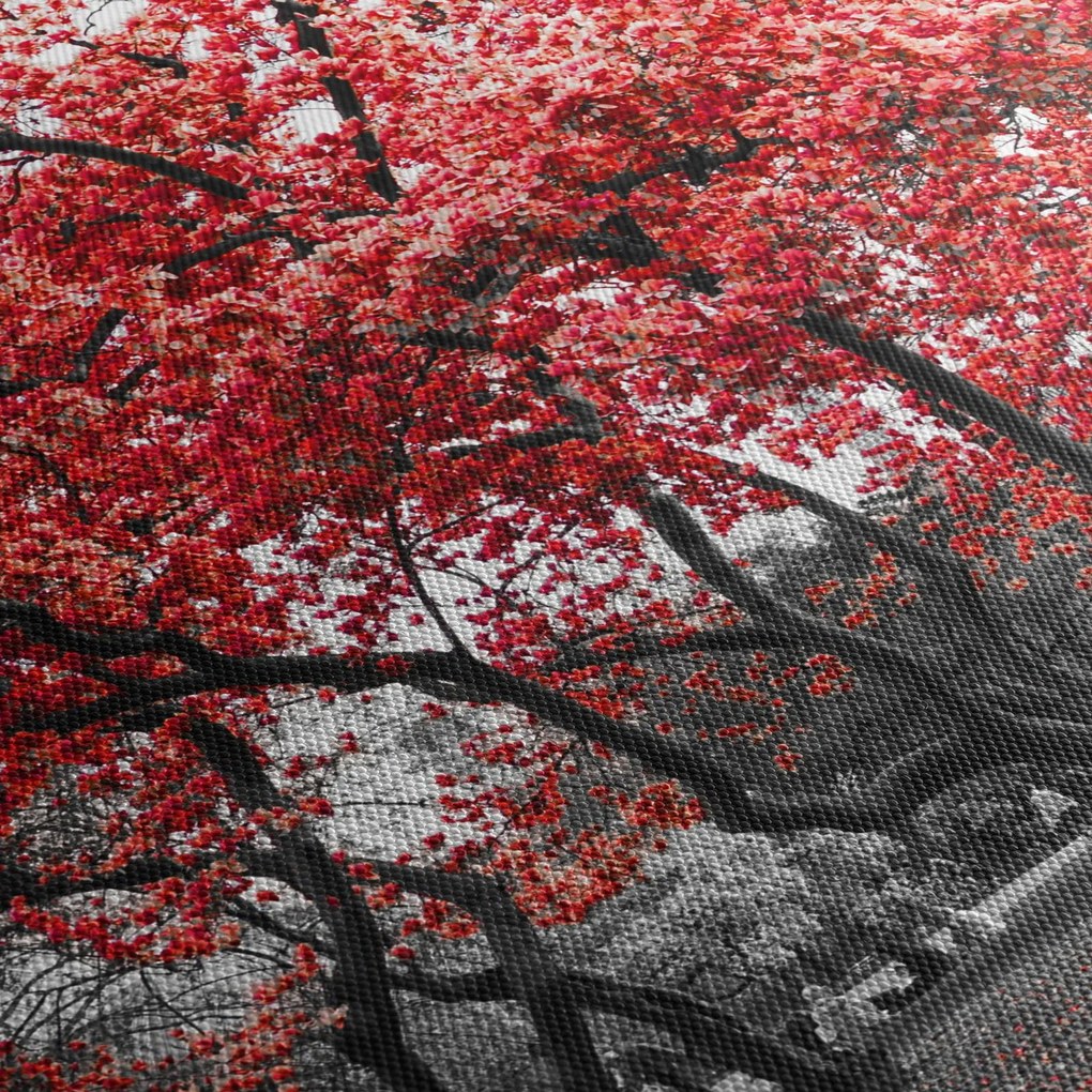 Obraz - Czerwone drzewa, Central Park, New York (70x50 cm)
