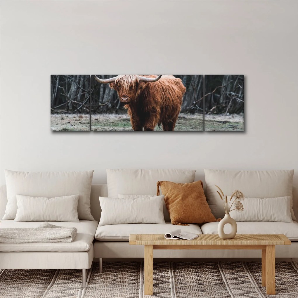 Obraz - Szkocka krowa 2 (170x50 cm)
