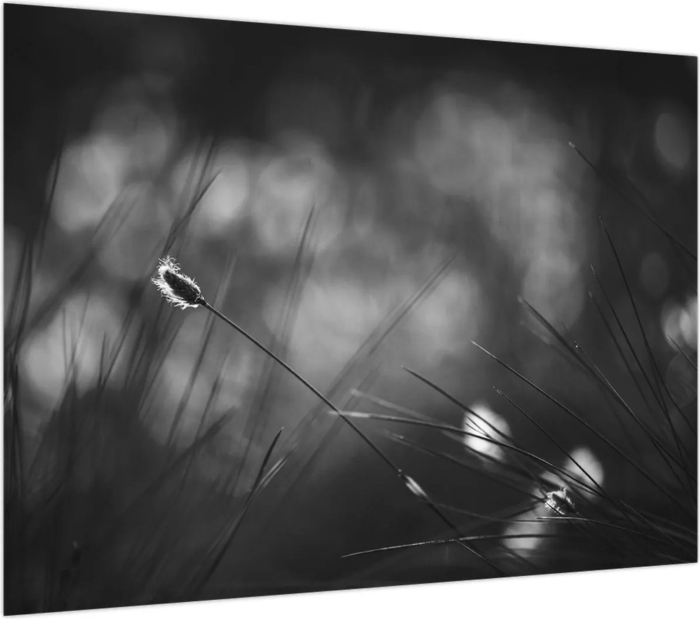 Obraz na szkle - Trawa łąkowa (70x50 cm)