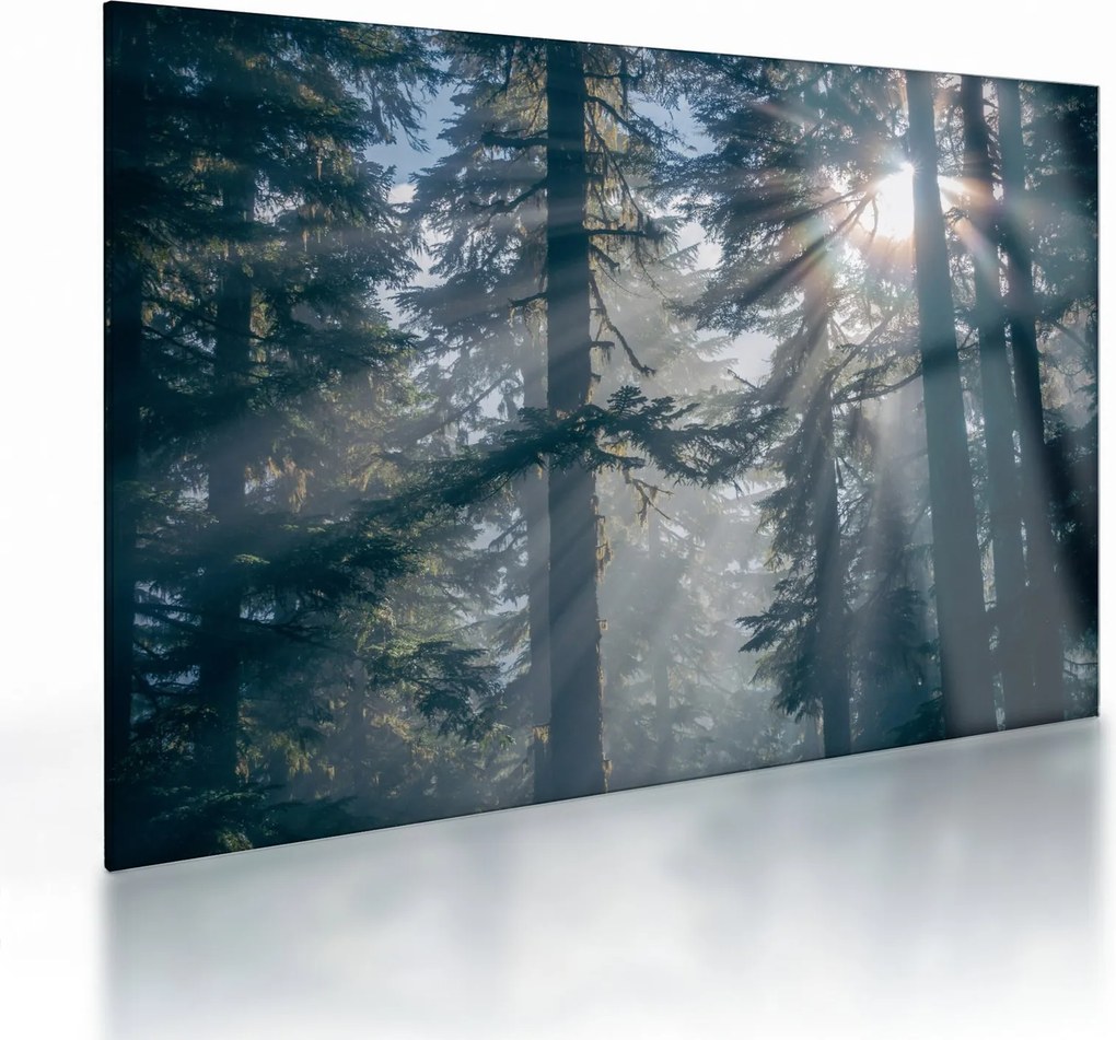 Obraz na szkle drzew, przez które prześwieca słońce (70x50 cm)