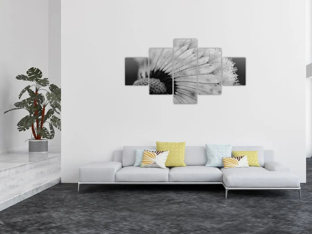 Obraz dmuchawca, czarno - biały (125x70 cm)