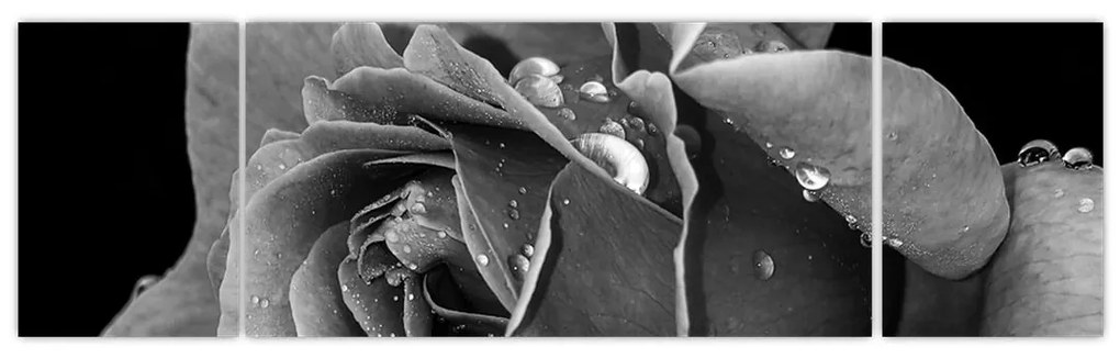 Obraz róży - czarno - biały (170x50 cm)