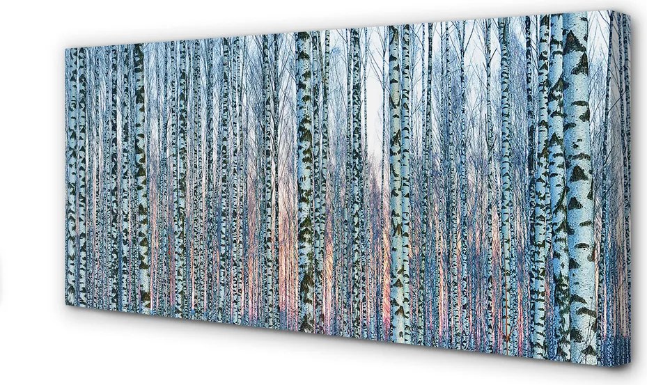 Zdjęcie na płótnie Las Brzozowy o Zachodzie Słońca