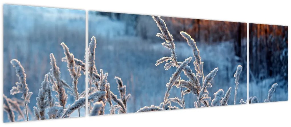 Obraz - Zimowa łąka (170x50 cm)