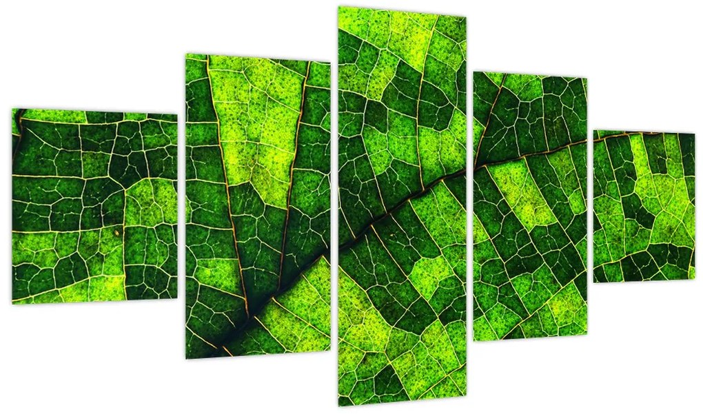 Obraz - Detal liścia (125x70 cm)