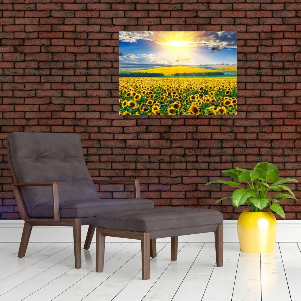 Obraz - Pole słoneczników (70x50 cm)