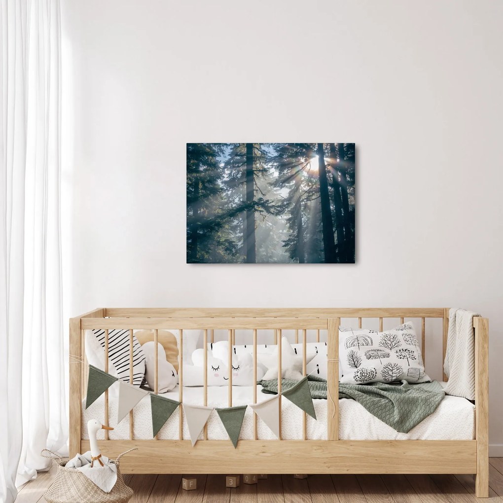 Obraz drzew, przez które prześwieca słońce (70x50 cm)