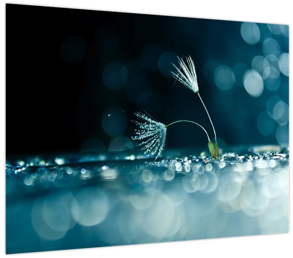 Obraz - Makro (70x50 cm)