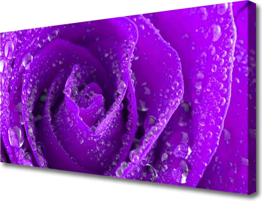 Obraz na płótnie Aksamitna Róża w Rozkwicie