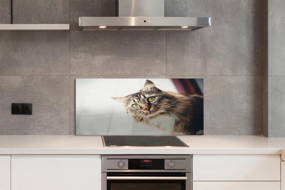 Panel Szklany Kot maine coon